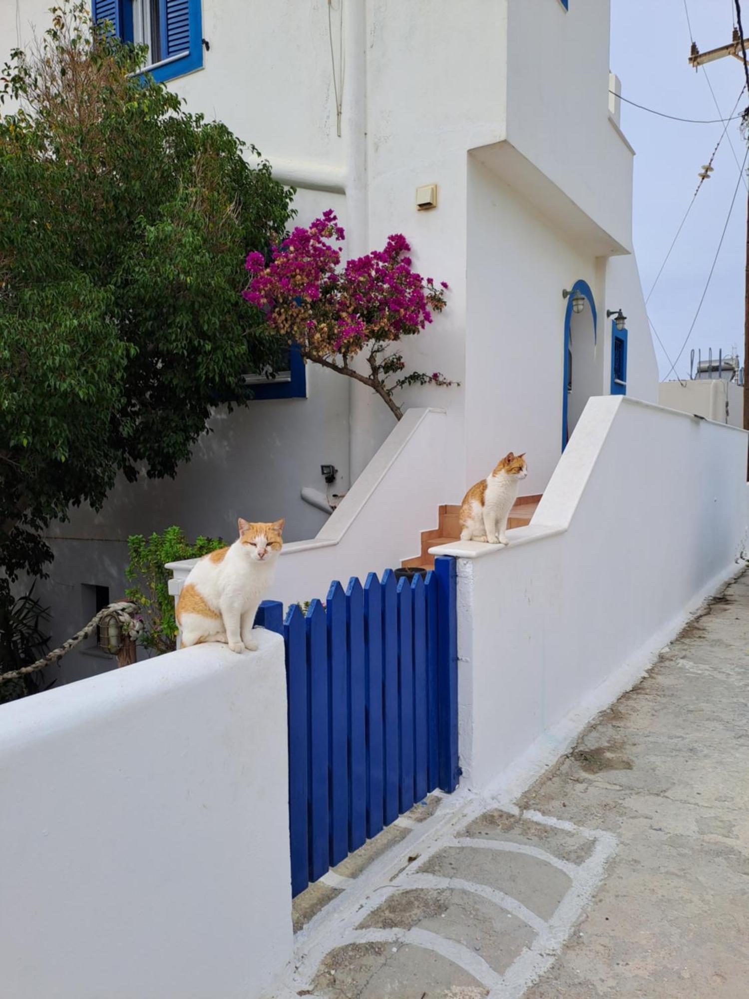 Naxian Sofias Garden Naxos City